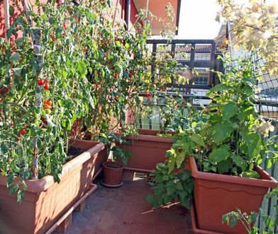 Viveros Cidoncha Huerto en Terraza