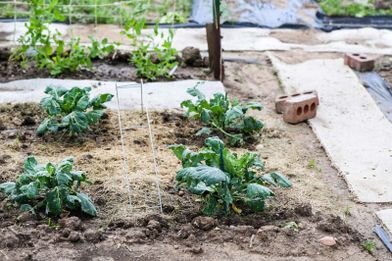 Viveros Cidoncha Plantas sembradas por cuadras