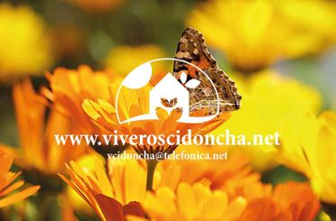 Viveros Cidoncha margarita y mariposa