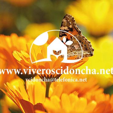 Viveros Cidoncha margarita y mariposa