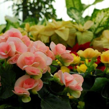 Viveros Cidoncha flores rosadas